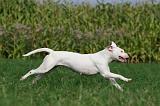 DOGUE ARGENTIN 343